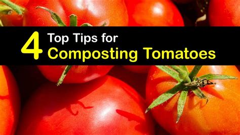 Adding Tomatoes To Compost Are Tomatoes Good For Composting