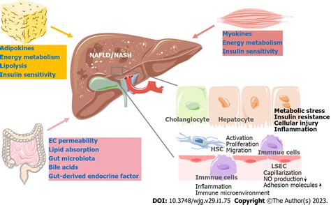 Emerging Novel Targets For Nonalcoholic Fatty Liver Disease Treatment