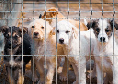 25 Facts About Animal Shelters In America Stacker