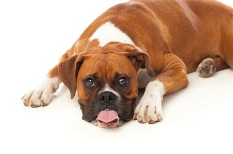 Premium Photo Beautiful Boxer Dog Lying