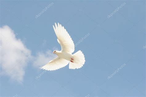 White Dove In Flight — Stock Photo © Suemack 4582853