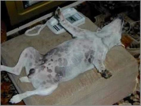 Funny Dogs Sleeping Anywhere 14 Dump A Day