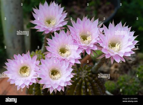 Easter Lily Cactus With Flowers In Full Bloom Echinopsis Oxygona Stock