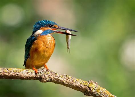 Poultry Common Kingfisher Alcedo Atthis Kingfisher Drops