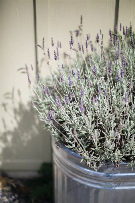 How To Take Care Of Indoor Lavender Plants Residencetalk