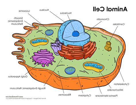 Plant And Animal Cell Easy Drawing Cartoon Cell Step