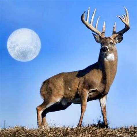 Pin By Rachele Willils On Moonnight Skies Whitetail Deer Pictures