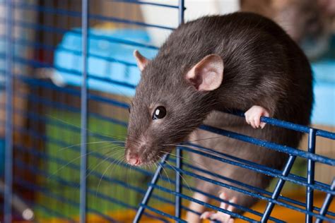 100 Pet Rat Names Ideas For Smart And Friendly Rats Pet Keen