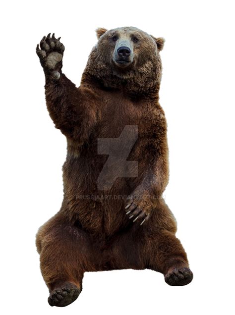 Brown Bear On A Transparent Background By Prussiaart On Deviantart
