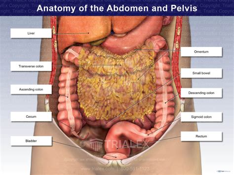 Regional Anatomy Of The Abdomen And Pelvis Regional Anatomy Of The