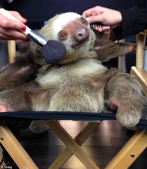Adorable Sloth Receives Some Hair And Makeup Pampering On Set Of Today