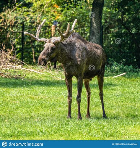 European Moose Alces Alces Also Known As The Elk Stock Photo Image