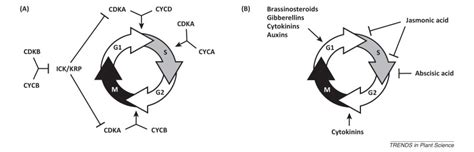 Chapter 8 presents the environmental signals that influence these developmental. Plasticity in ploidy: a generalized response to stress ...