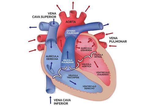 Unidad Didáctica 7 Aparato Circulatorio El Corazón Contenidos