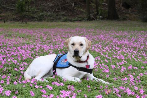 20 Best Images About Super Cute Guide Dogs On Pinterest