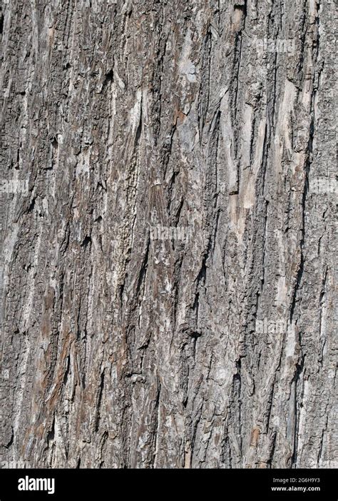 Bark From The Linden Tree Stock Photo Alamy