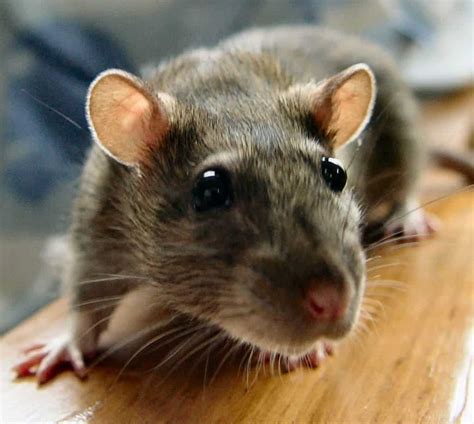 Rats Have A Double View Of The World