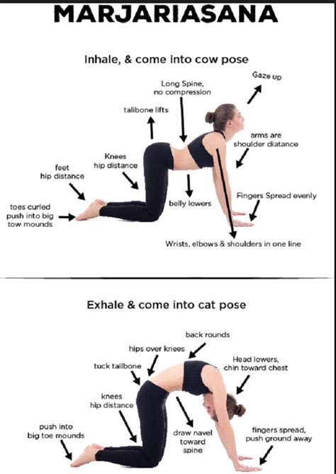 How To Do Cat Cow Yoga Postures Cat Cow Yoga Pose Restorative Yoga