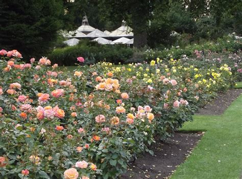 In The Garden Regents Park Roses
