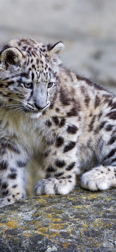 Wallpaper Cute Snow Leopard Baby 2560x1920 Hd Picture Image