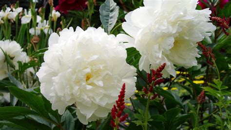 White Peony Wallpaper 59 Images
