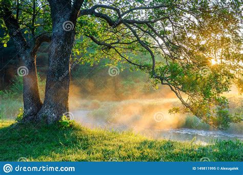 Spring Nature Scene Stock Image Image Of Environment 149811995