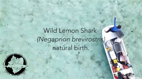 Wild Lemon Shark And Natural Birth Filmed By Drone With Bimini Sharklab