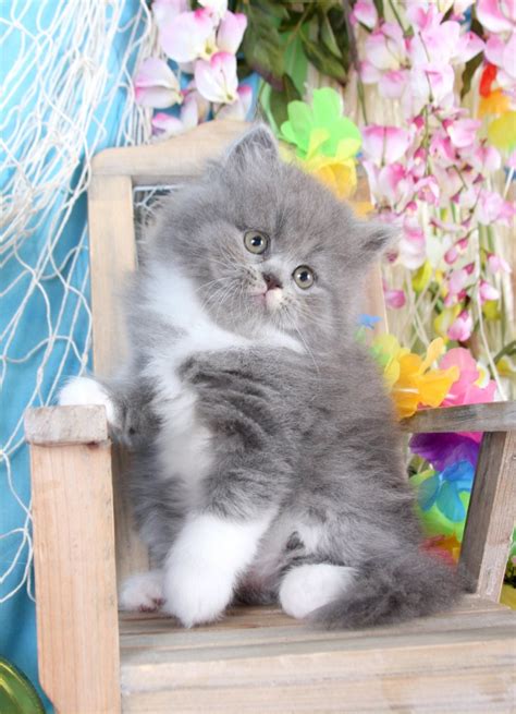 Persian Cat Gray Price Philippines Kitten Buy