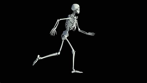 Human Skeleton Diagram Hd