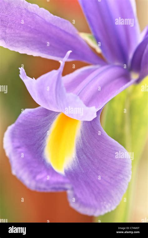 Close Up Of A Purple And Yellow Iris In Spring Stock Photo Alamy