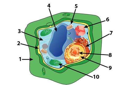 Simple Plant Cell Drawing Free Download On Clipartmag