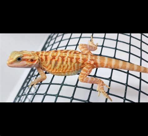 100 Het Zero And Hypo Leatherback Translucent High Quality Breeder