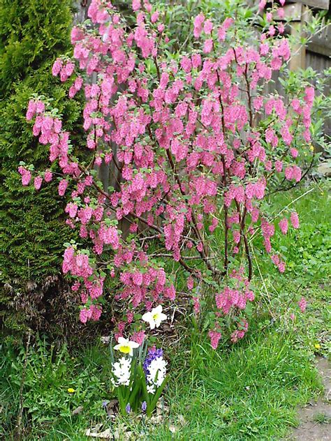 Through The Seasons: Red-Flowering Currant, Ribes sanguineum | Plants, Native plants, Flowering ...