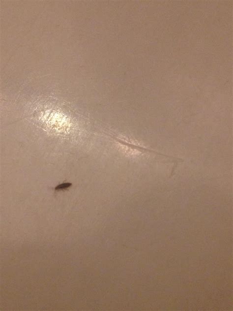 [ne ohio] can anyone id these tiny bugs living on my bathroom wall whatsthisbug