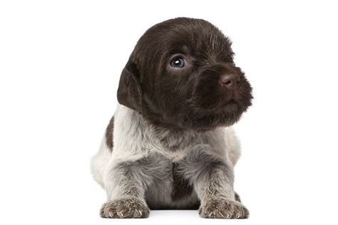 If you're looking for a loyal companion, then a wiarehaird pointing griffon puppy is the dog for you. Wirehaired Pointing Griffon Dog Breed Information