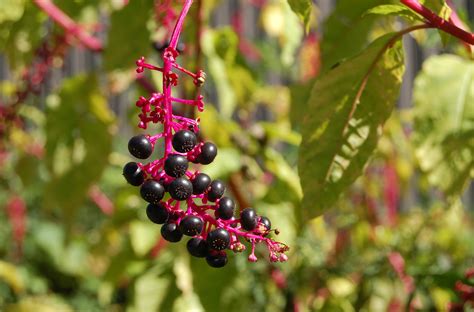 Sweetiepidesigns Poisonous Berries In Michigan