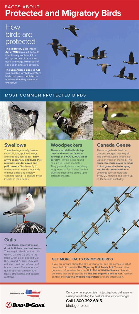 Get The Scoop On Migratory Birds Infographic Bird B Gone Llc