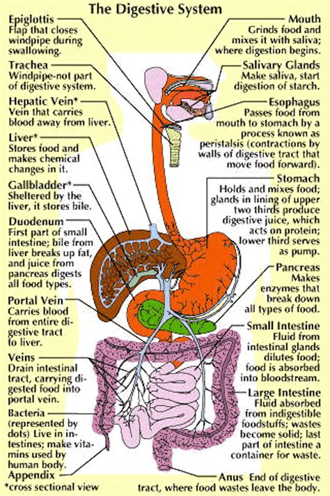 Parts And Function Of Digestive System For Med School And Nursing