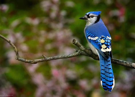 Blue jays are beautiful birds that inhabit the eastern and central parts of the united states, known for their bright blue feathers and the crest on their heads. Why is blue such a rare color among animals? | Blue jay ...