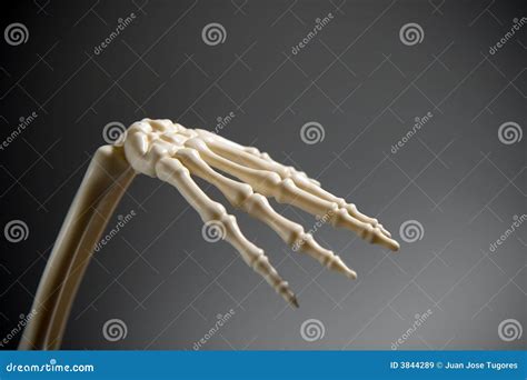 Skeletal Hand Stock Image Image Of Anatomical Dead Orthopedic 3844289