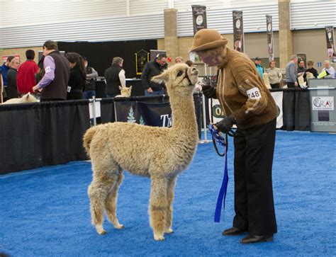 The 2017 National Alpaca Show Returns To Denver 5280