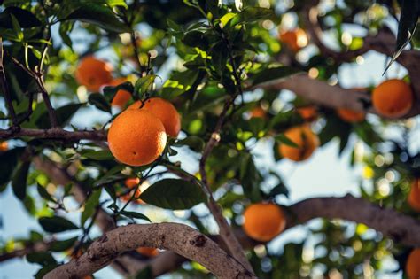 Orange Fruit On Tree · Free Stock Photo