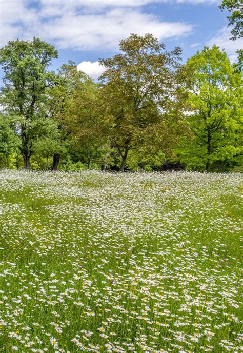 Wildflowers On A Meadow In The Hoehenried Park Bavaria Germany Stock