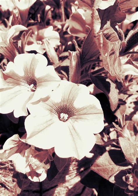 Sepia Flower Photograph By Brittany M Fine Art America