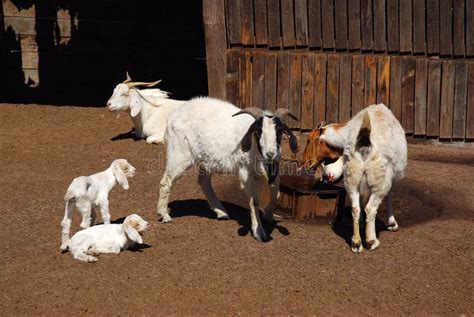 Boer Goat Farms In Louisiana Wydział Cybernetyki