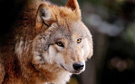 Hd Wolf Photos Hd Wallpapers Hd Animal Wallpapers