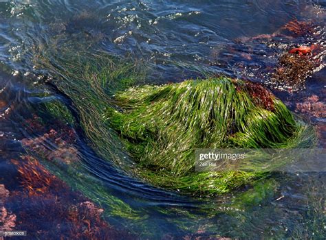 Phyllospadix Scouleri Surf Grass In Monterey Bay California Usa High