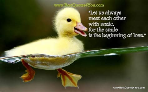 Duck Inspirational Quotes Quotesgram