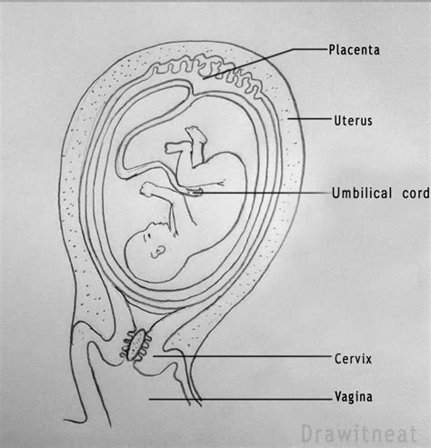 Https://tommynaija.com/draw/how To Draw A Baby In Stomach