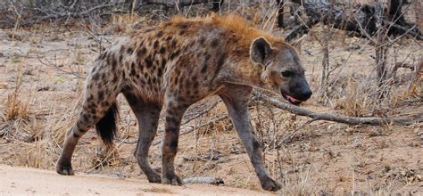 Feeding Wild Hyenas In Harar Wild Times Safaris